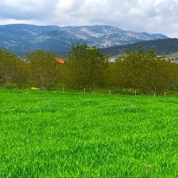Korkuteli Yeşilyayla’da 1400 m2 sulak Tarla.